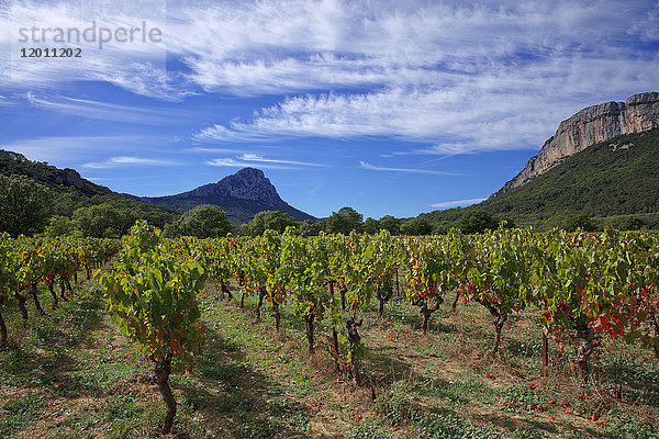 Frankreich  Herault  Pic-Saint-Loup  Naturschutzgebiet  Weinberg AOC Hügel des Languedoc