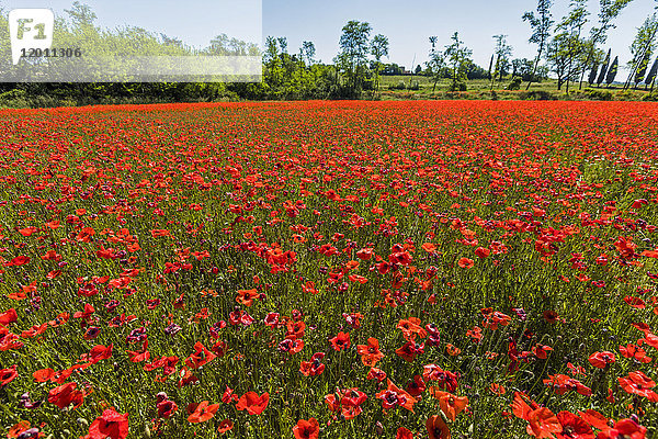 Feld mit roten Blumen