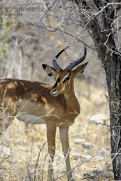 Afrika  Südliches Afrika  Namibia  Provinz im Norden: Omusati  Nationalpark: Etosha  Thomson-Gazelle