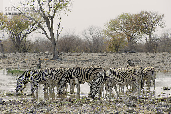 Afrika  Südliches Afrika  Namibia  Provinz im Norden: Omusati  Nationalpark: Etosha  Burchell-Zebra (Equus burchelli)