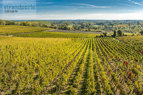 Frankreich  Gironde  AOC Fronsac Weinberg des Chateau de Carles