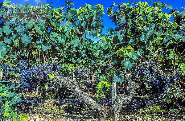 Frankreich  Gironde  Medoc  Weinstock mit Trauben der AOC Saint Estephe's black grape