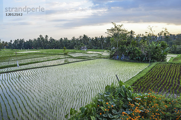 Die Landschaft mit Reisfeldern und trennenden Lehmwänden  mit kleinen grünen Reispflanzen  die in flachem Wasser wachsen.
