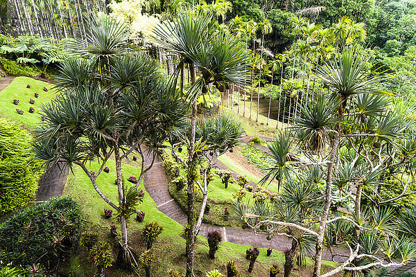 Botanischer Garten von Balata  Martinique  Frankreich