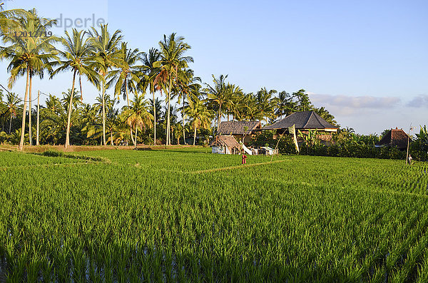 Kleine grüne Reispflanzen  die in den flachen Reisfeldern  Reisfeldern mit Schlammtrennwänden  auf der Ebene zwischen kleinen Dörfern wachsen.