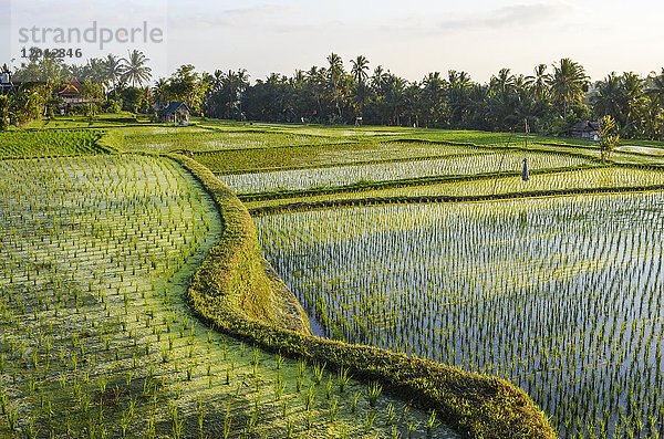 Kleine grüne Reispflanzen  die in den flachen Reisfeldern  Reisfeldern mit Schlammtrennwänden  auf der Ebene zwischen kleinen Dörfern wachsen.