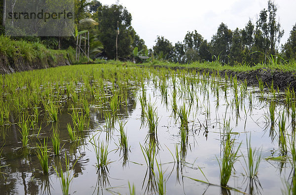 Reisfelder  Flachwasser- und Reispflanzen  Reisfelder.