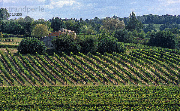 Frankreich  Gironde  Fronsadais  Weinberg AOC Bordeaux Superieur