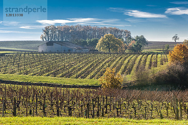 Frankreich  Gironde  Region St. Emilion  Weinberg Chateau Laroque  AOC St. Emilion Grand Cru Classe (UNESCO-Welterbe)