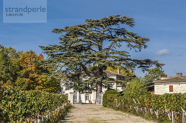 Frankreich  Gironde  Libanesische Zeder vor dem Chateau Dalem der AOC Fronsac