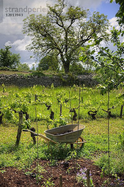 Europa  Frankreich  Okzitanien  Languedoc Roussillon  Midi-Pyrenäen  Aveyron  Vallon de Marcillac  Aveyron  Vallon von Marcillac  Vallon de Marcillac  ein Weinberg.