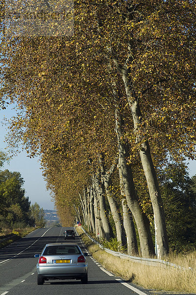 Frankreich  von Platanen gesäumte Straße  Herbst.