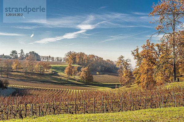 Frankreich  Gironde  Region St. Emilion  Weinberg Chateau Laroque  AOC St. Emilion Grand Cru Classe (UNESCO-Welterbe)