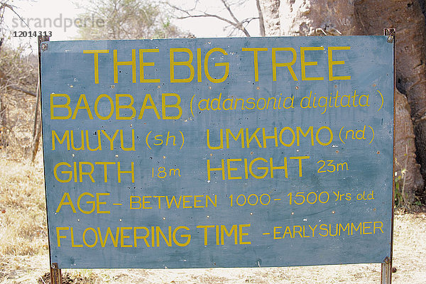 Afrika  Südliches Afrika  Simbabwe  Provinz im Norden von Matabeleland  Victoria Falls  Stadt  Baobab ( Der große Baum )