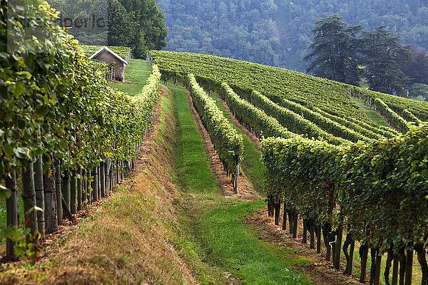 Frankreich  Aquitaine  Pyrenees Atlantiques  Region Bearn  Gan  Weinberg Jurancon