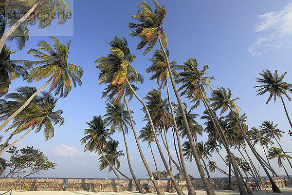 Malediven  Insel Maafushi  Kokosnusspalmen-Hain