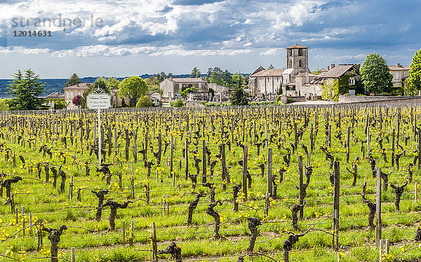Frankreich  Gironde  St. Emilion  Kirche St. Martin-de-Mazerat und Weingut Chateau Canon (UNESCO-Welterbe)