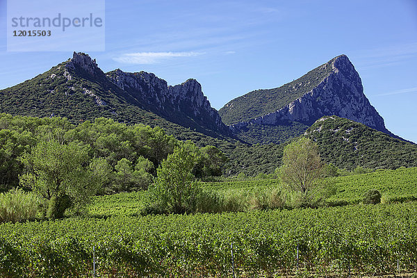 Frankreich  Herault  Pic-Saint-Loup  Naturschutzgebiet  Weinberg AOC Hügel des Languedoc