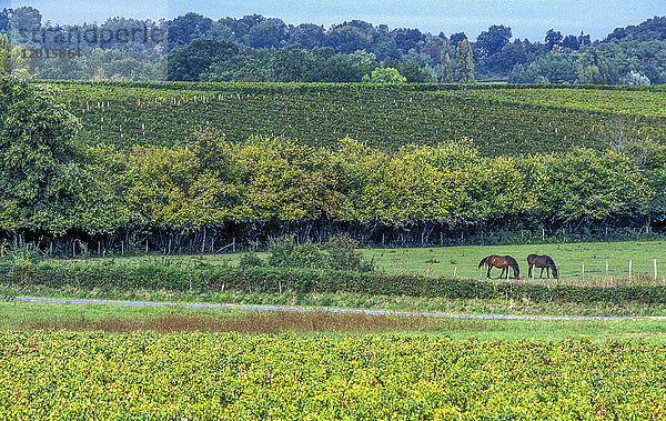 Frankreich  Gironde  Fronsadais  Weinberg AOC Bordeaux Superieur