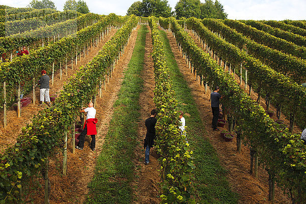 Frankreich  Aquitaine  Pyrenees Atlantiques  Region Bearn  Gan  Weinberg Jurancon