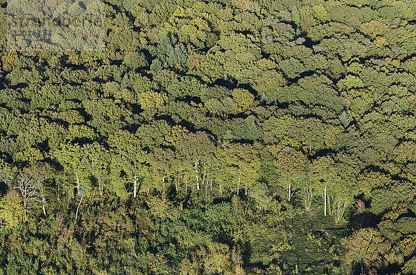 Luftaufnahme eines Waldes im Herbst in der Nähe von Champigny  Yonne  Frankreich