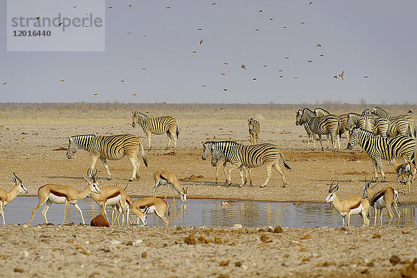 Afrika  Südliches Afrika  Namibia  Provinz im Norden: Omusati  Nationalpark: Etosha  Burchell-Zebra (Equus burchelli)  Thomson-Gazelle
