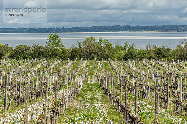 Frankreich  Gironde  Medoc  Weinberge des Chateau Loudenne  die zur Gironde hinunterführen
