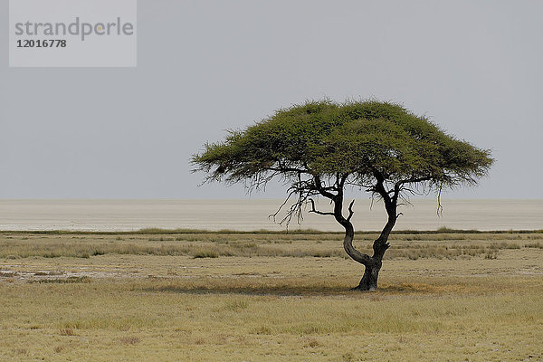 Afrika  Südliches Afrika  Namibia  Provinz im Norden: Omusati  Nationalpark: Etosha
