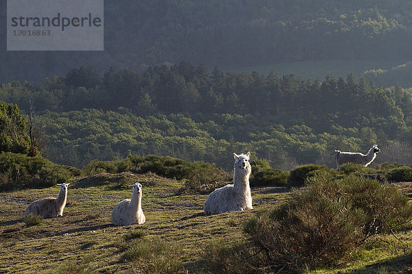 Frankreich  Mittelfrankreich  Regionaler Naturpark Haut-Languedoc  Montagne Noire (Schwarze Berge)  Lamas auf einem Bauernhof