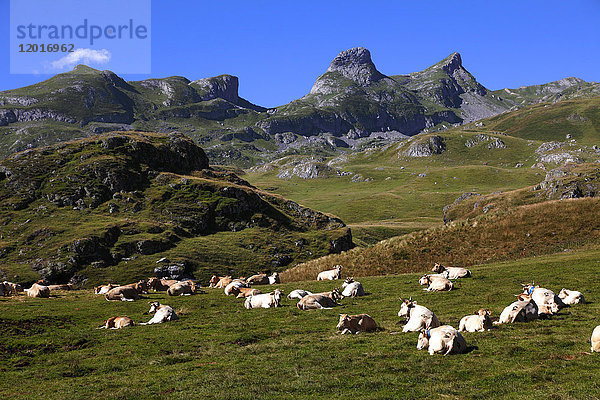 Frankreich  Nouvelle Aquitaine  Departement Pyrenees-Atlantiques (64)  Bearn-Land  Nationalpark Pyrenäen in der Nähe des Bergpasses Pourtalet (Kreis Aneou)