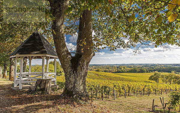 Frankreich  Gironde  Linde und Kiosk vor den Weinbergen von Chateau Dalem in AOC Fronsac