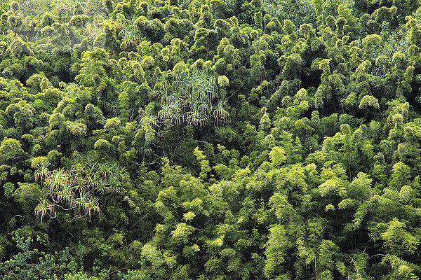 Hawaii  Maui  tropischer Regenwald  Flora  Vegetation