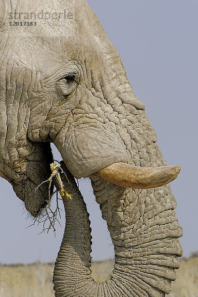 Afrika  Südliches Afrika  Namibia  Provinz im Norden: Omusati  Nationalpark: Etosha  Savannen-Elefant (Loxodonta africana)