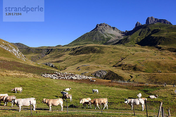 Frankreich  Nouvelle Aquitaine  Departement Pyrenees-Atlantiques (64)  Bearn-Land  Nationalpark Pyrenäen in der Nähe des Bergpasses Pourtalet (Kreis Aneou)