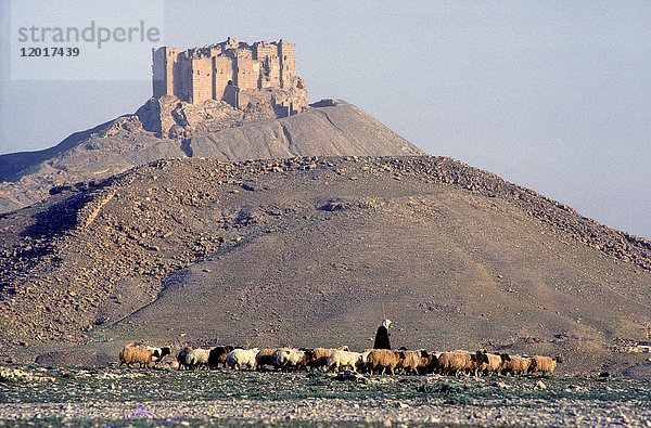 Syrien  Palmyra  archäologische Stätte (UNESCO-Welterbe)  arabische Zitadelle