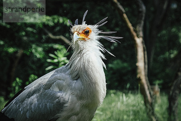 Nahaufnahme Sekretärin Vogel im Wald