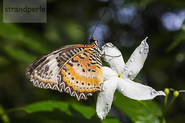 Nahaufnahme eines Schmetterlings auf frischem weißen Jasmin