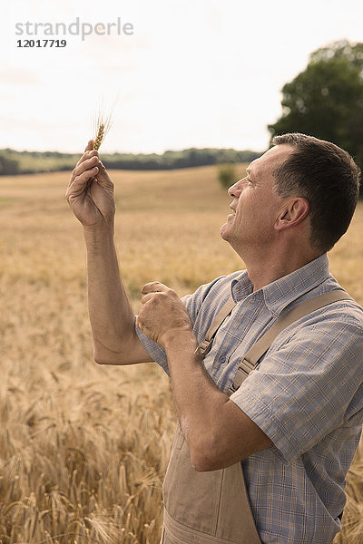 Lächelnder reifer Mann  der auf die Weizenähren schaut  während er in der Farm gegen den klaren Himmel steht.