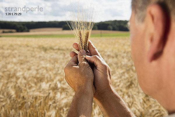 Abgeschnittenes Bild eines Mannes mit Weizenähren auf dem Bauernhof an einem sonnigen Tag.