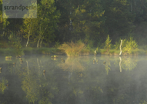 Weiher im Herbst  mit Nebel