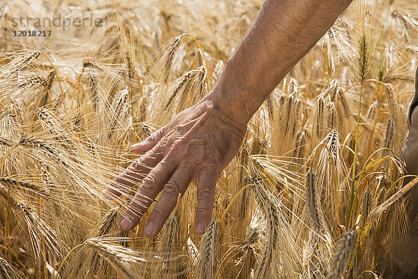 Abgeschnittenes Bild von der Hand des Menschen beim Berühren von Weizenkulturen auf dem Bauernhof