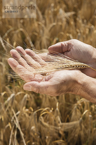 Abgeschnittenes Bild von Menschenhänden  die Weizenähren auf dem Bauernhof halten.