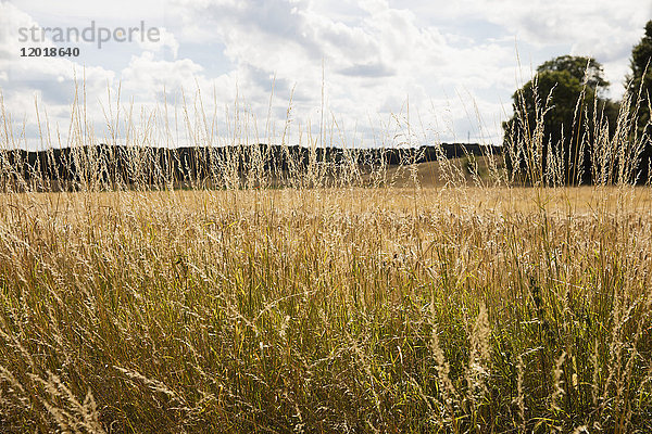 Pflanzen wachsen auf dem Feld gegen den Himmel