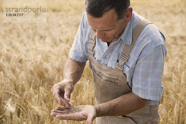 Reife Bäuerin bei der Untersuchung von Weizenkulturen auf dem Bauernhof
