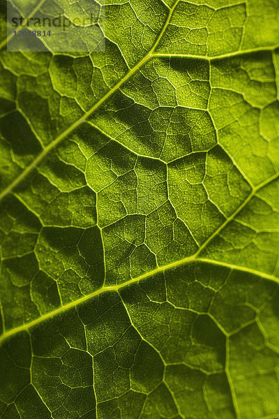 Vollbild-Aufnahme eines frischen grünen Blattes