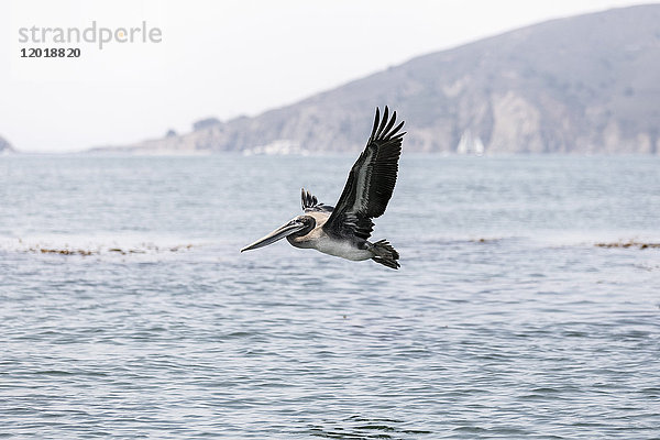 Pelikan fliegt über das Meer