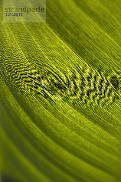 Makroaufnahme eines frischen grünen Blattes
