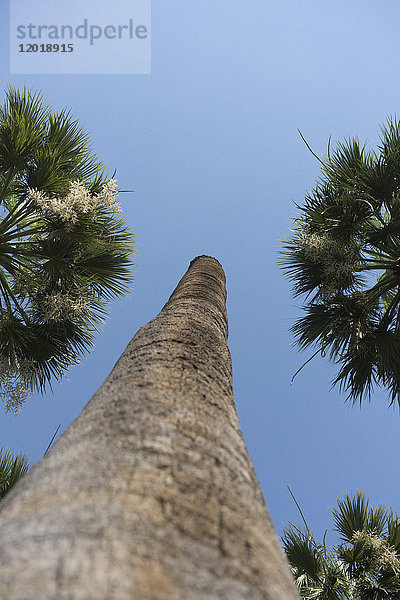 Tiefblick auf Palmen  die gegen den klaren blauen Himmel wachsen