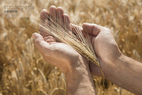 Abgeschnittenes Bild der Hand mit Weizenähren auf dem Bauernhof