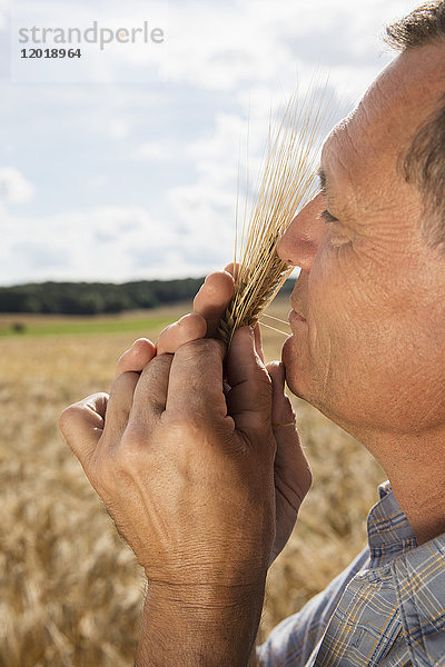 Seitenansicht des reifen Mannes  der die Weizenernte auf dem Bauernhof gegen den Himmel riecht.
